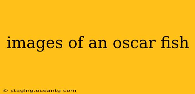 images of an oscar fish