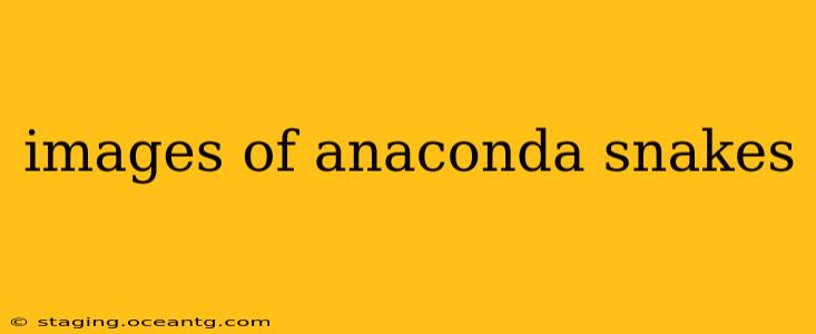 images of anaconda snakes