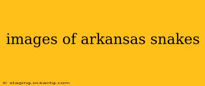 images of arkansas snakes