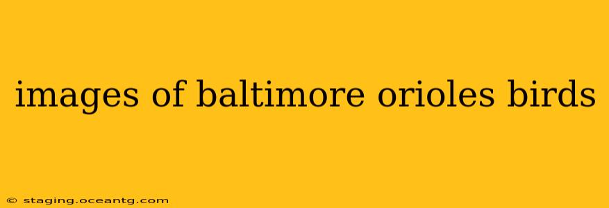 images of baltimore orioles birds