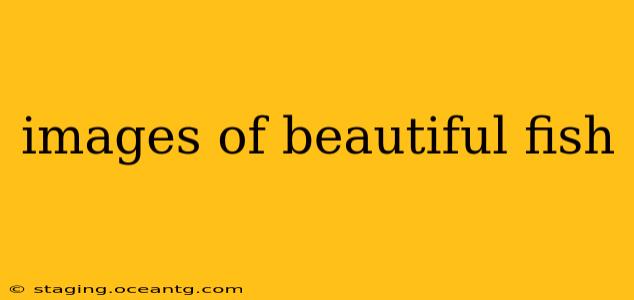 images of beautiful fish