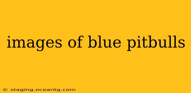 images of blue pitbulls