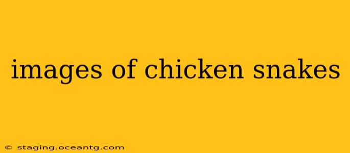 images of chicken snakes