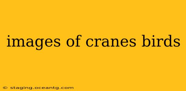 images of cranes birds
