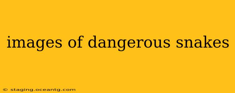 images of dangerous snakes