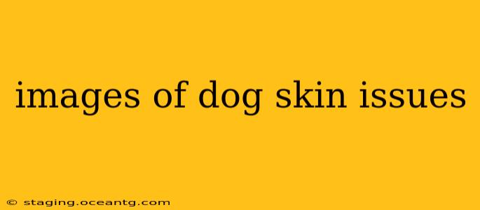 images of dog skin issues