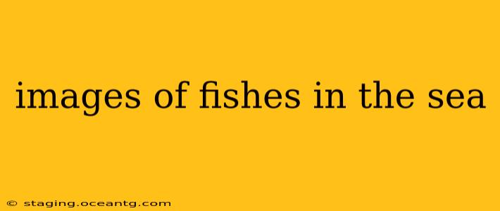 images of fishes in the sea