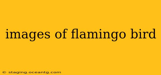 images of flamingo bird