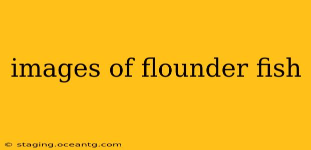 images of flounder fish