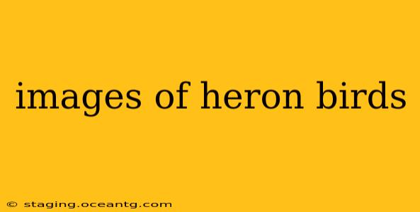 images of heron birds