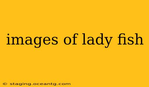 images of lady fish
