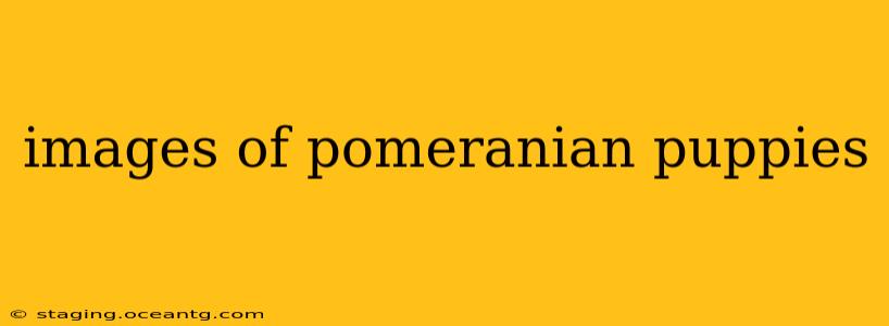 images of pomeranian puppies