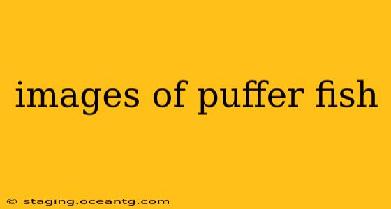 images of puffer fish