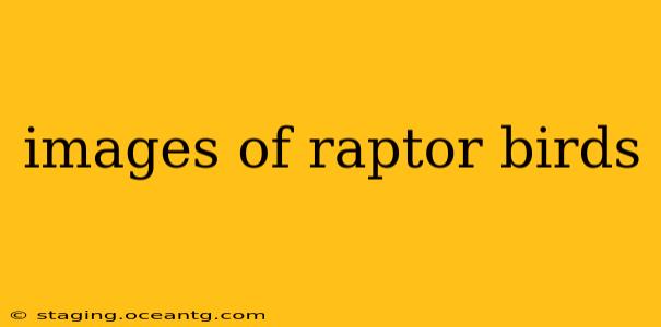 images of raptor birds