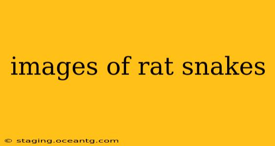 images of rat snakes