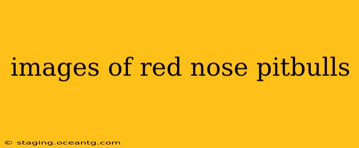 images of red nose pitbulls