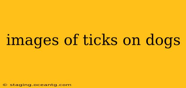 images of ticks on dogs