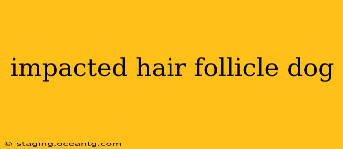 impacted hair follicle dog