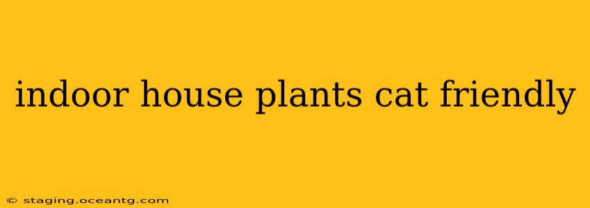 indoor house plants cat friendly
