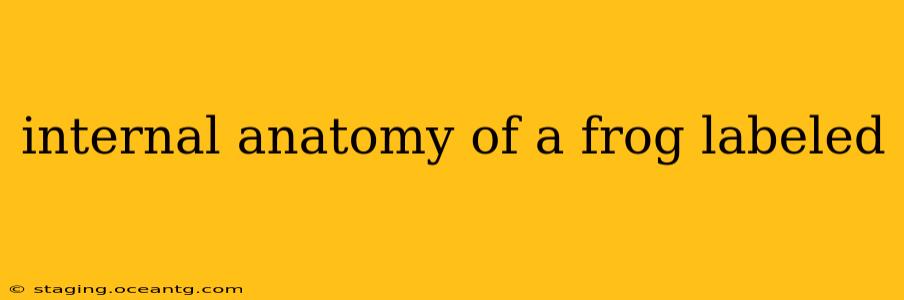 internal anatomy of a frog labeled