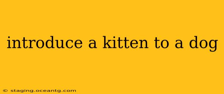 introduce a kitten to a dog
