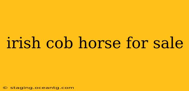 irish cob horse for sale