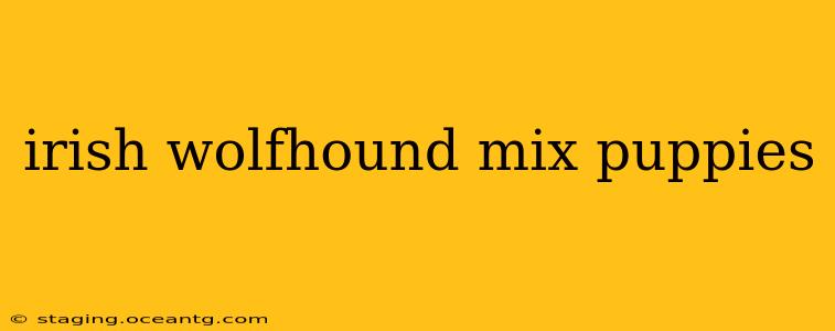 irish wolfhound mix puppies