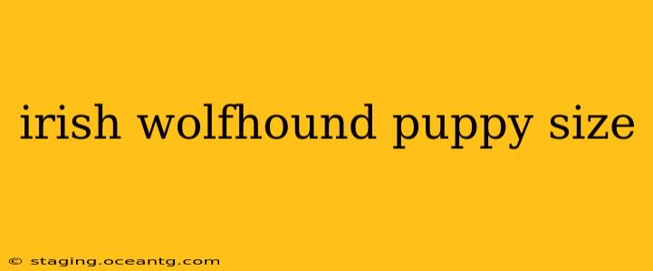 irish wolfhound puppy size