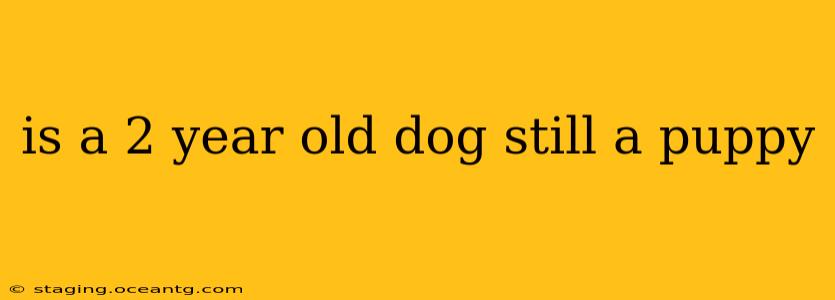is a 2 year old dog still a puppy