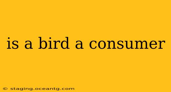 is a bird a consumer