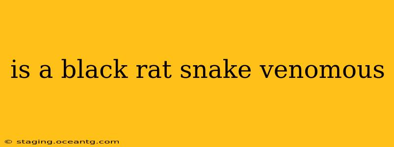 is a black rat snake venomous