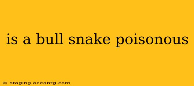 is a bull snake poisonous