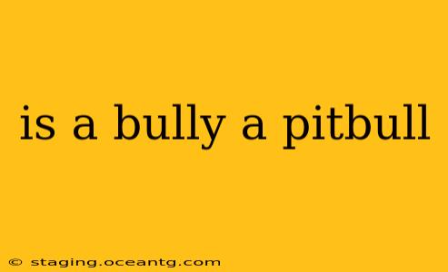 is a bully a pitbull