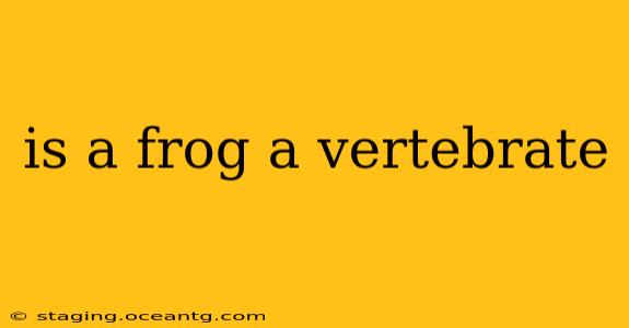 is a frog a vertebrate