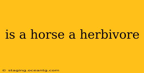is a horse a herbivore