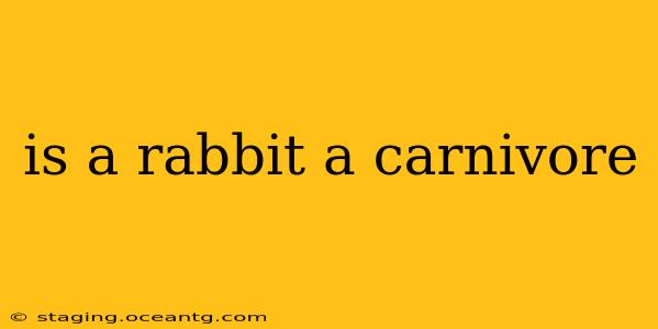 is a rabbit a carnivore
