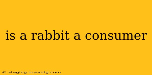 is a rabbit a consumer