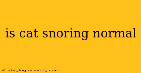 is cat snoring normal