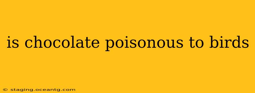 is chocolate poisonous to birds