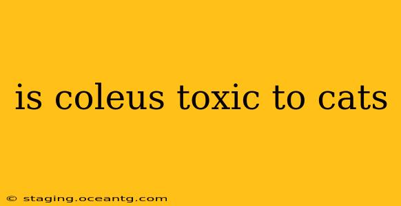 is coleus toxic to cats
