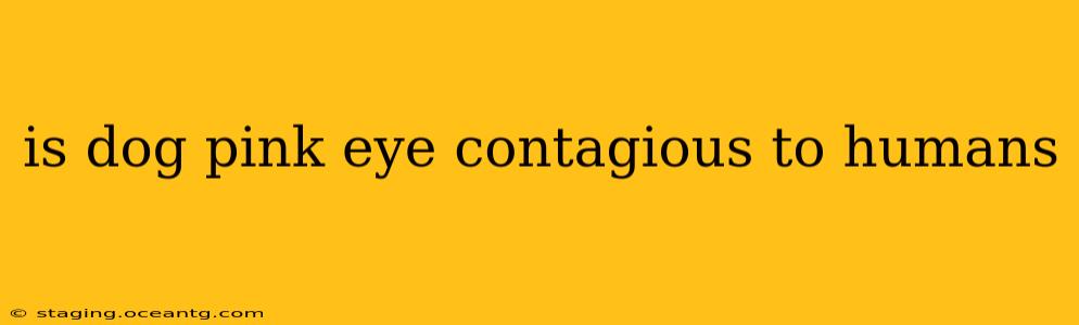 is dog pink eye contagious to humans