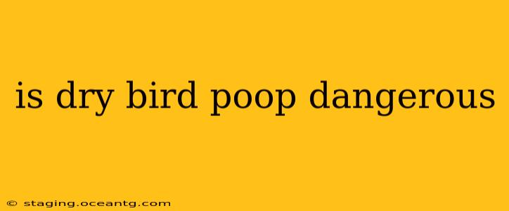 is dry bird poop dangerous