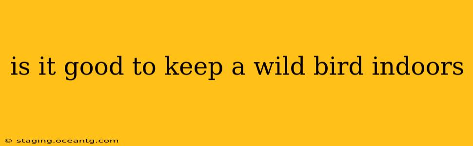 is it good to keep a wild bird indoors