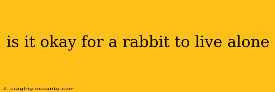 is it okay for a rabbit to live alone