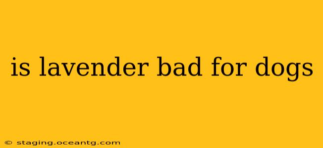 is lavender bad for dogs