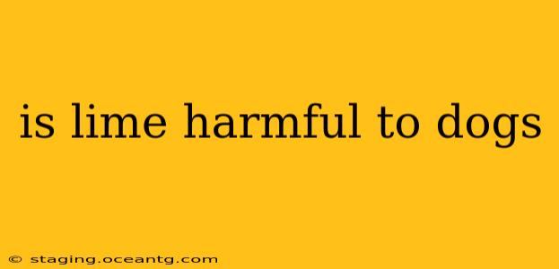 is lime harmful to dogs