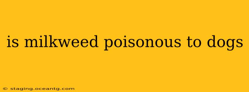 is milkweed poisonous to dogs