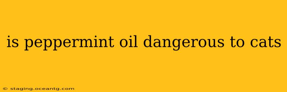 is peppermint oil dangerous to cats