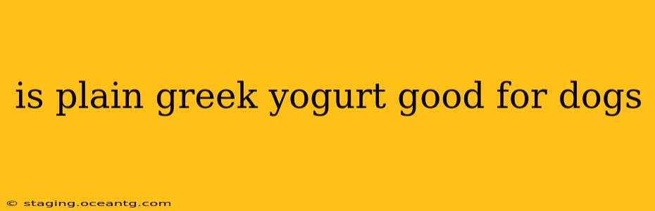 is plain greek yogurt good for dogs