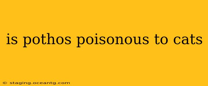 is pothos poisonous to cats